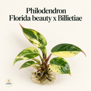 philodendron florida beauty x billitiae