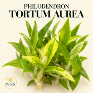 philodendron tortum