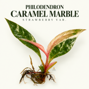 philodendron caramel strawberry