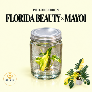 philodendron florida beauty x mayoi