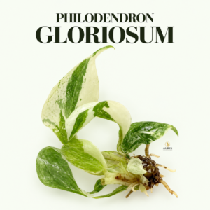 philodendron gloriosum
