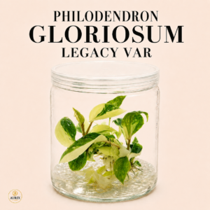 philodendron gloriosum legacy