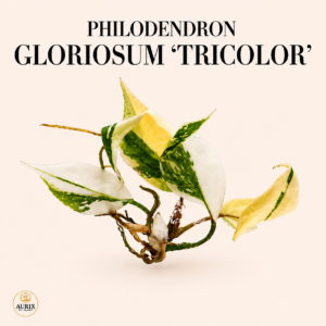 philodendron gloriosum tri color