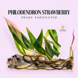 philodendron strawberry shake