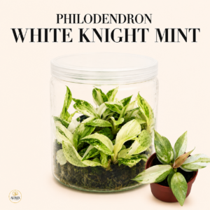 philodendron white knight mint