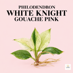 philodendron white knight gouache pink