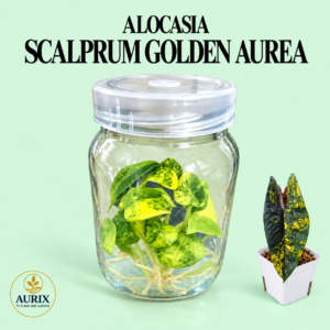 alocasia scalprum golden aurea